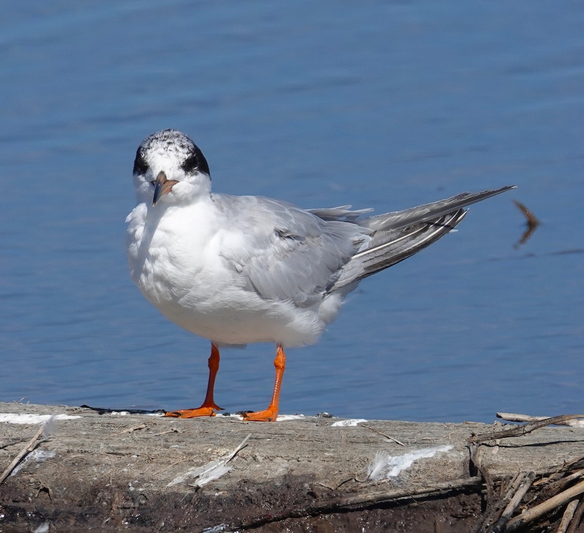 Forster's Tern - ML641089472