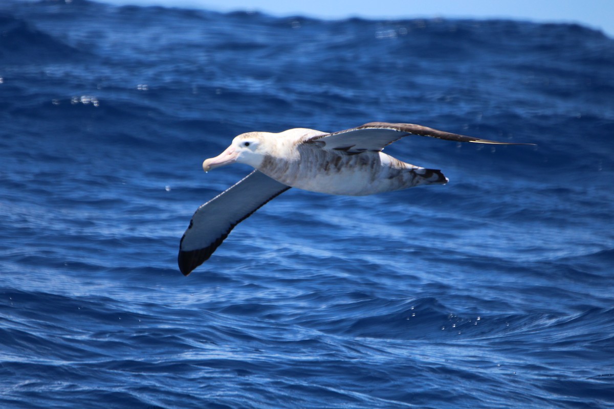 Albatros bidaiaria - ML641089481