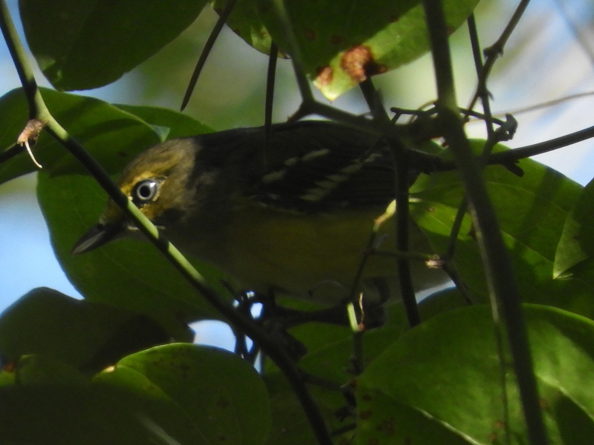White-eyed Vireo - ML641089482