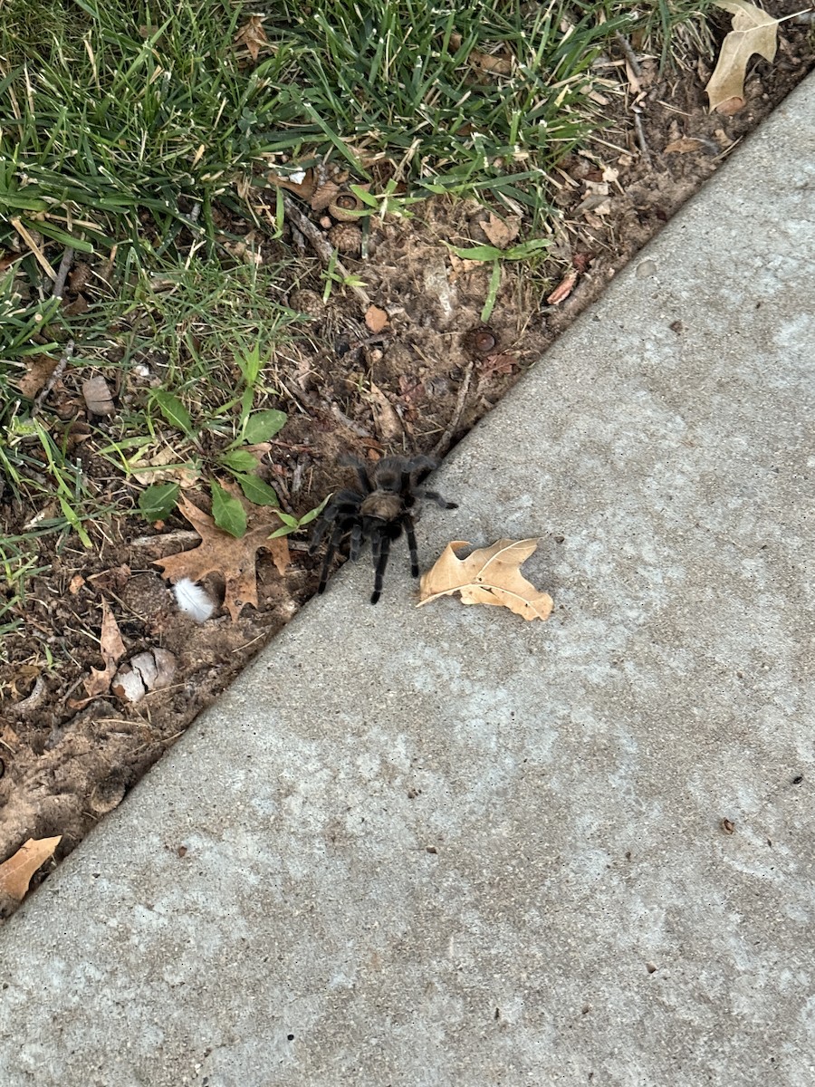 Texas Brown Tarantula - ML641089483