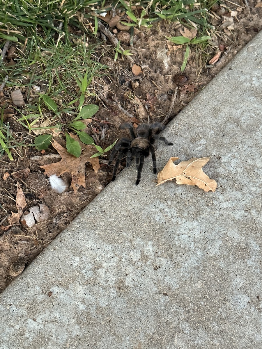 Texas Brown Tarantula - ML641089484
