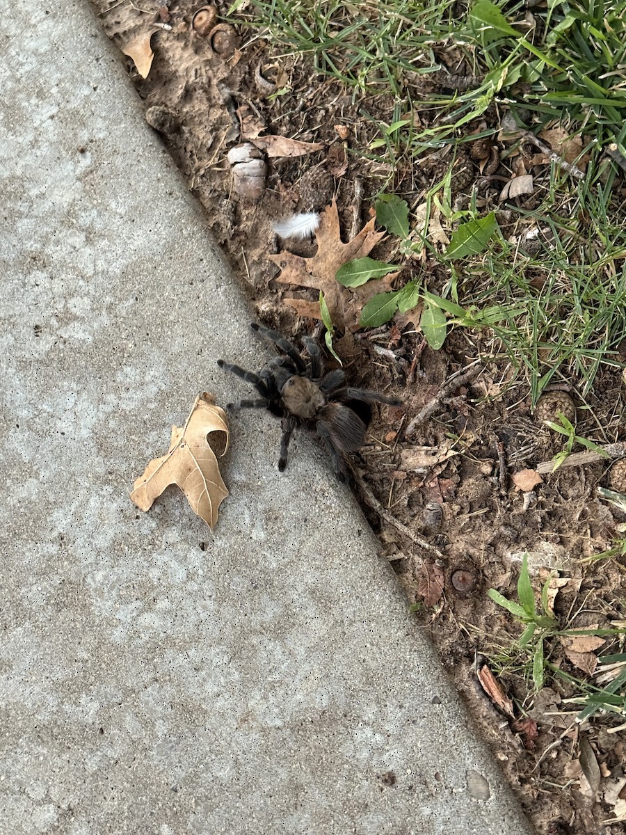 Texas Brown Tarantula - ML641089485
