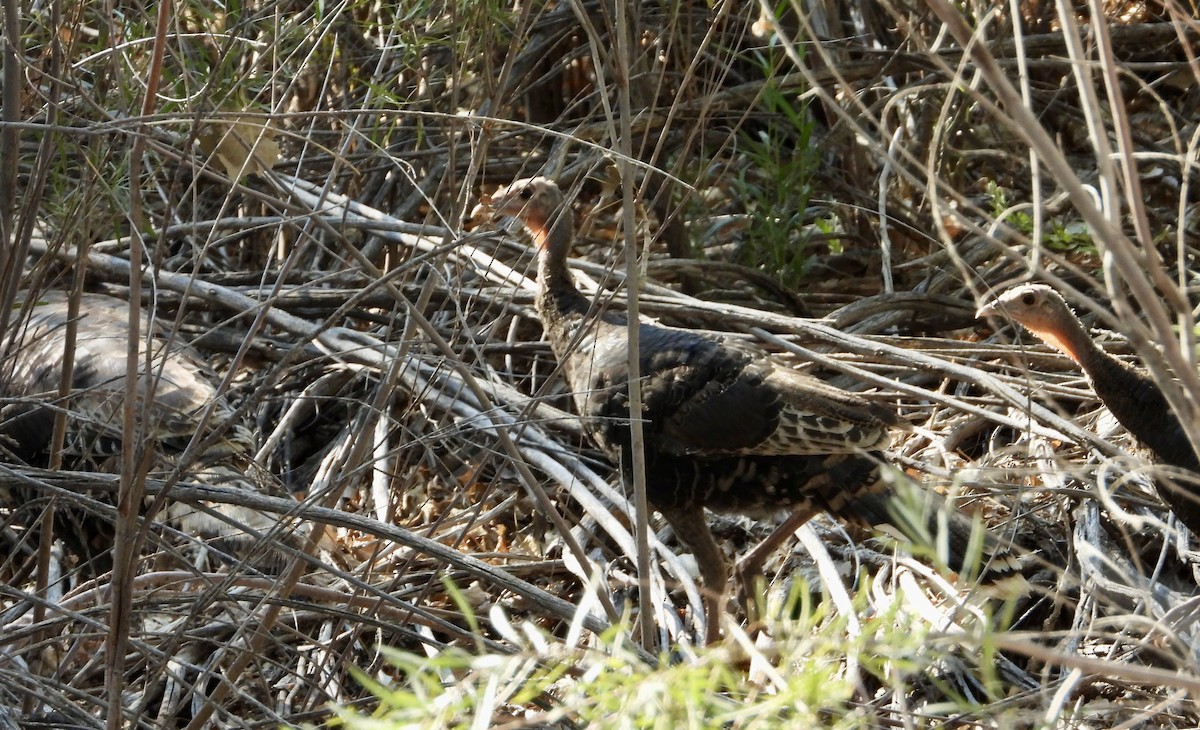 Wild Turkey - ML641089486