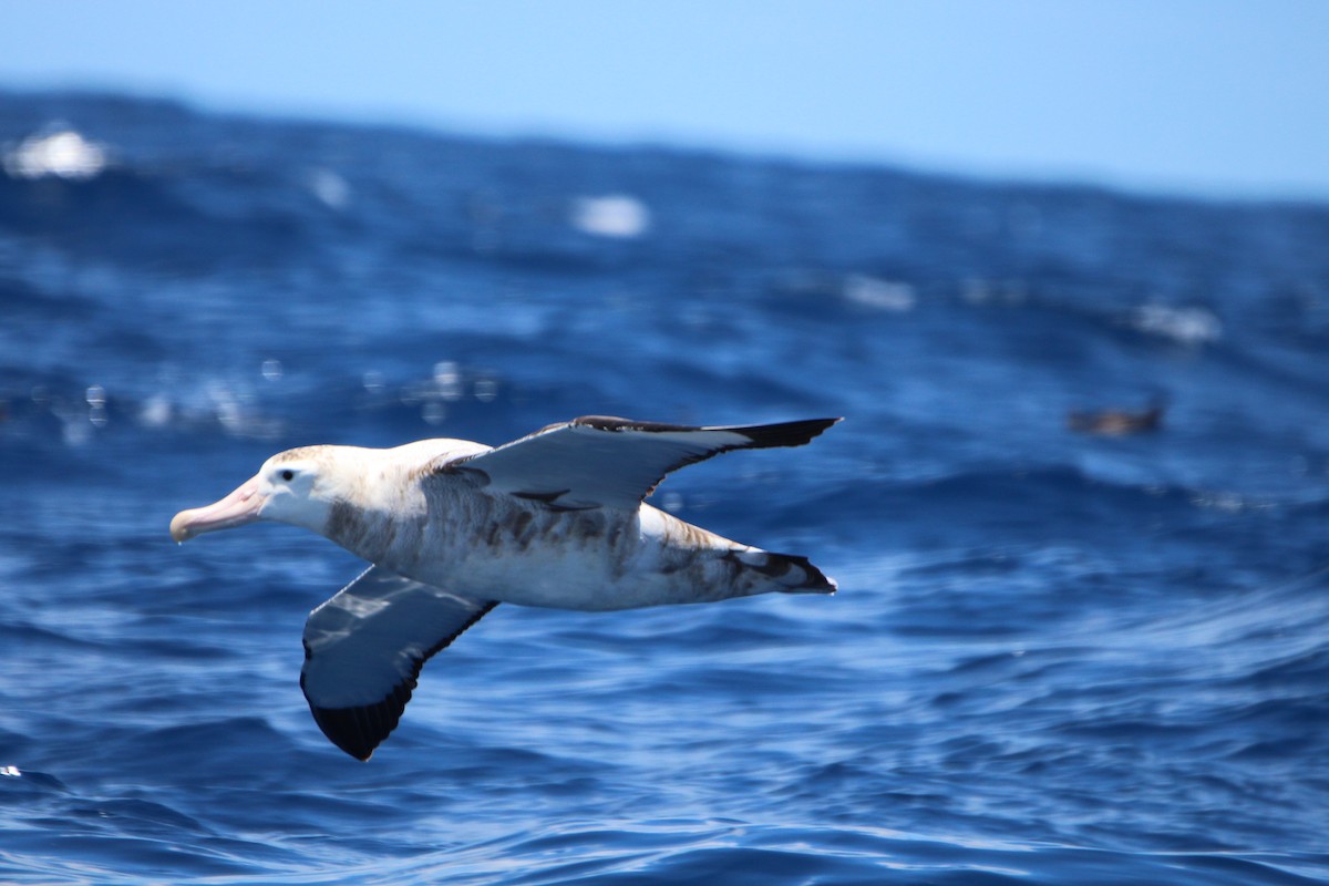 Albatros bidaiaria - ML641089490