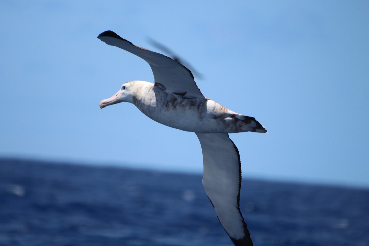 Albatros bidaiaria - ML641089494