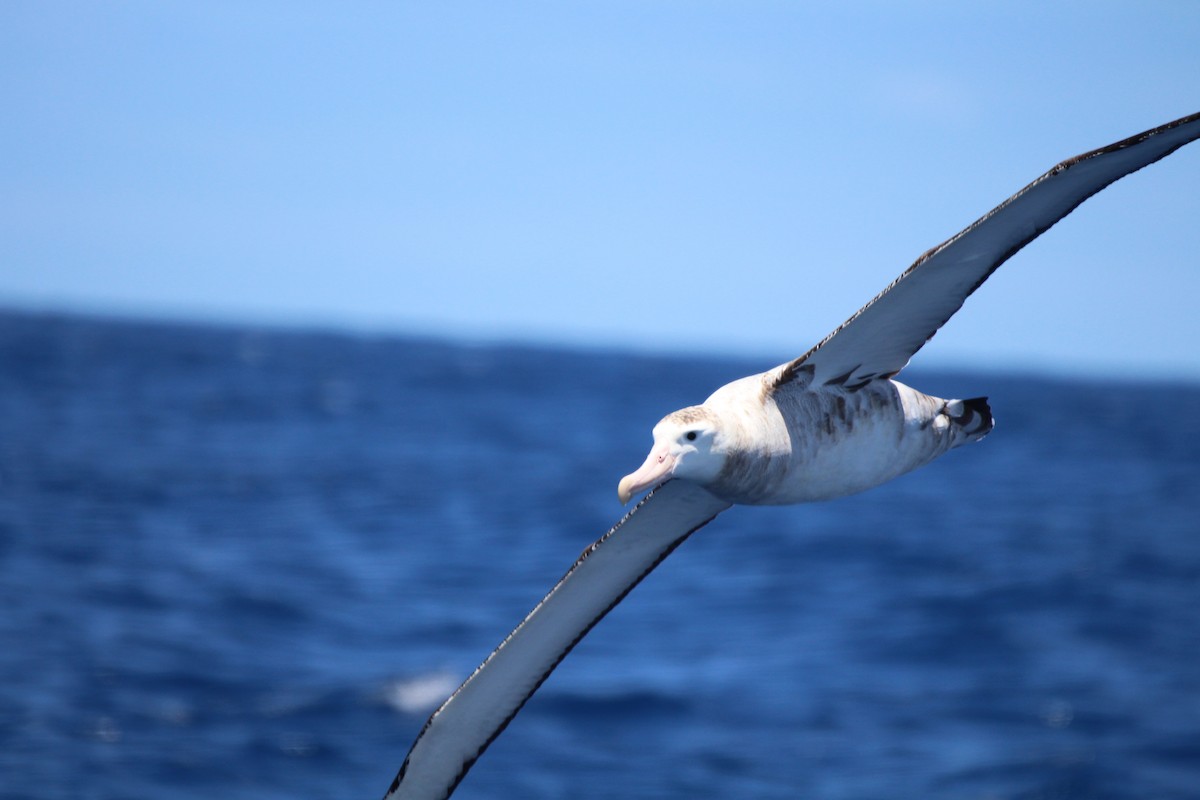 Albatros bidaiaria - ML641089495
