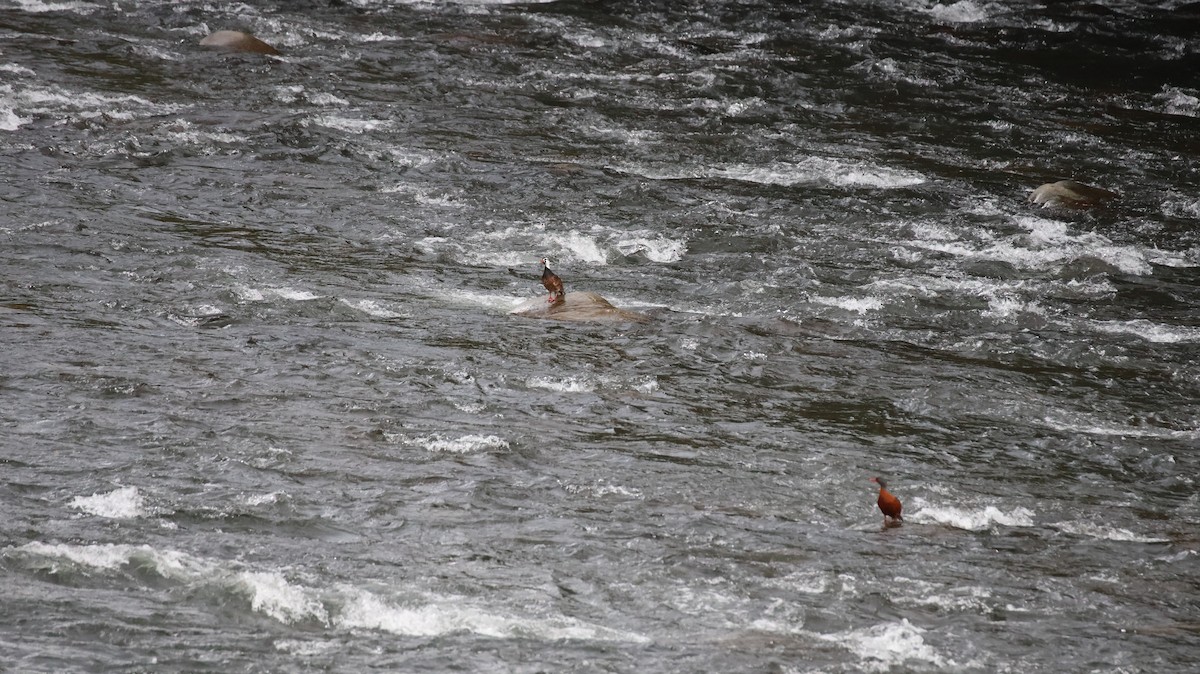 Torrent Duck - ML641089497