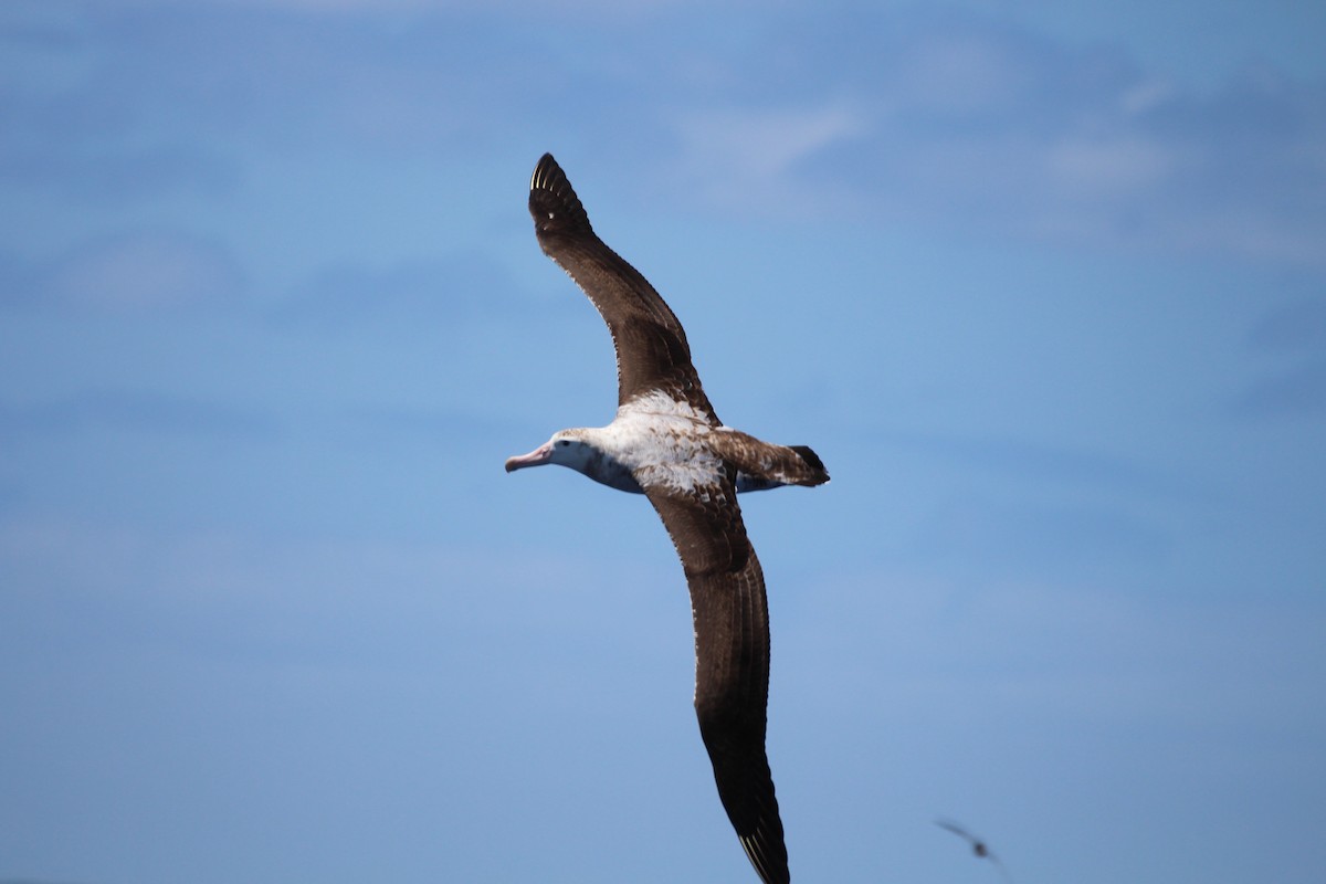 Albatros bidaiaria - ML641089499