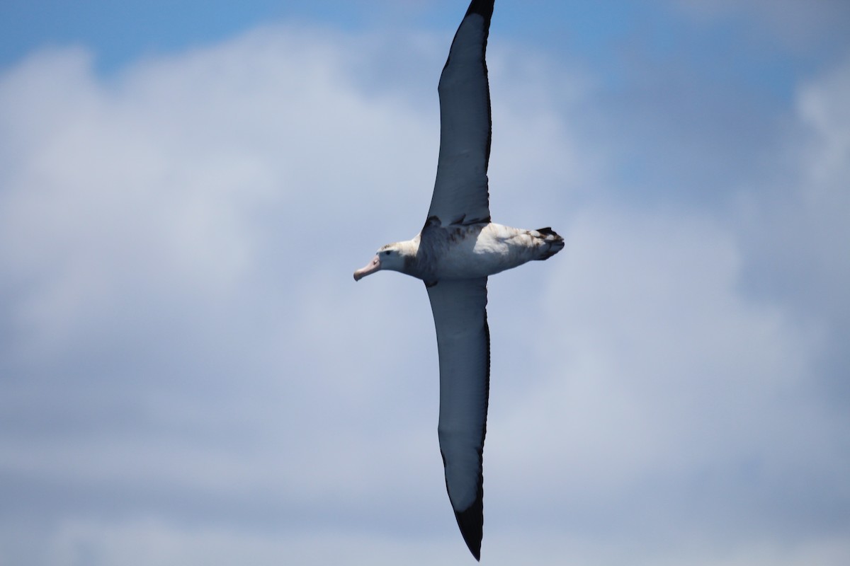 Albatros bidaiaria - ML641089500