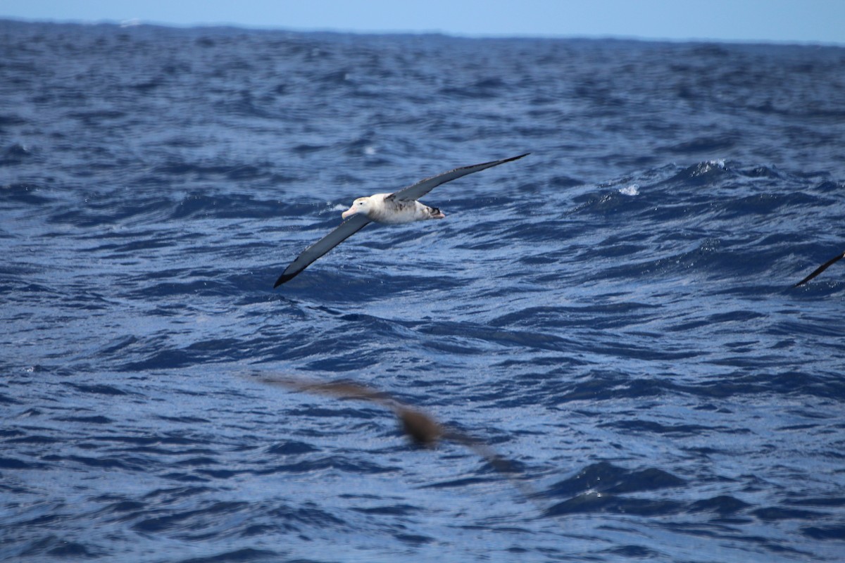 Albatros bidaiaria - ML641089504