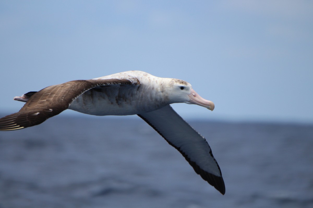 Albatros bidaiaria - ML641089506
