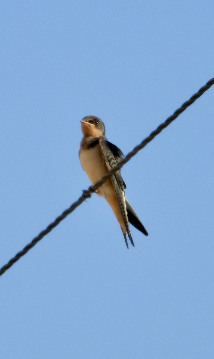 Barn Swallow - ML641089526