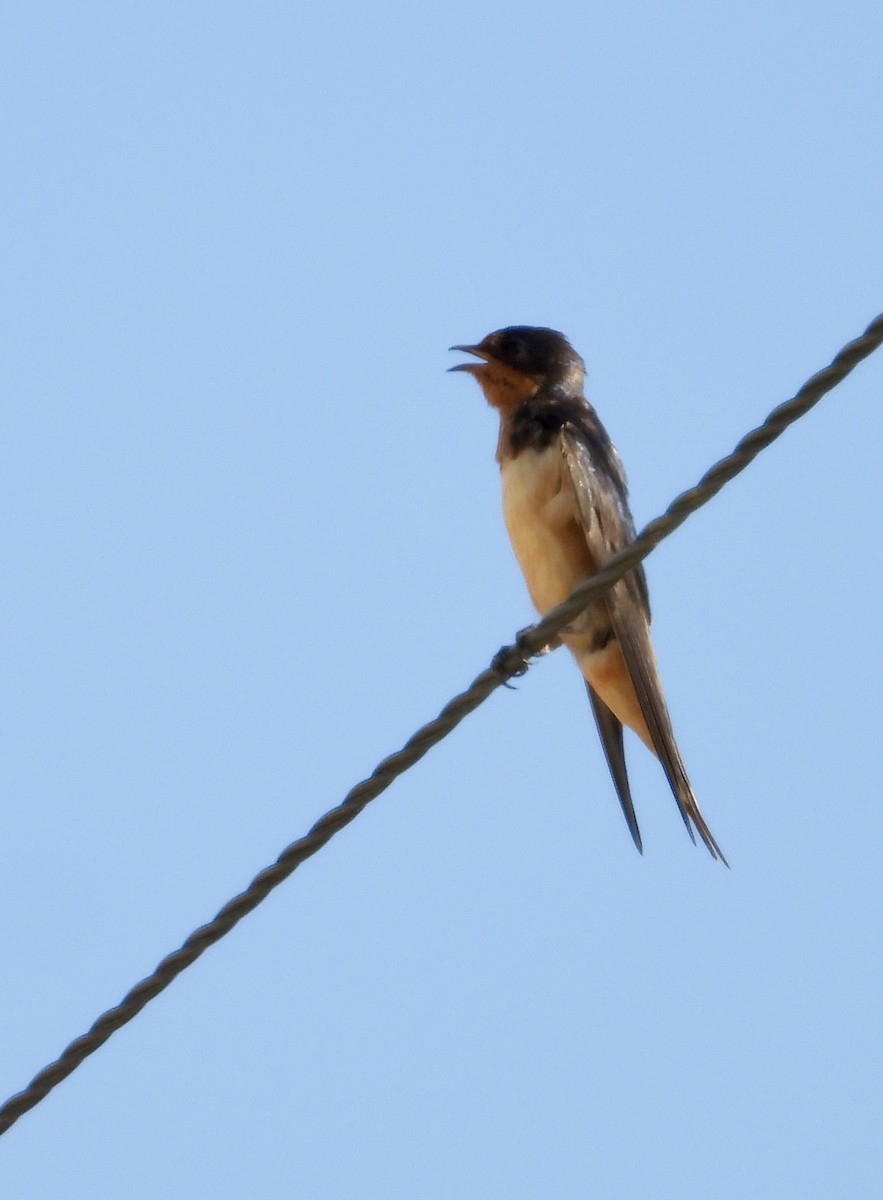 Barn Swallow - ML641089527