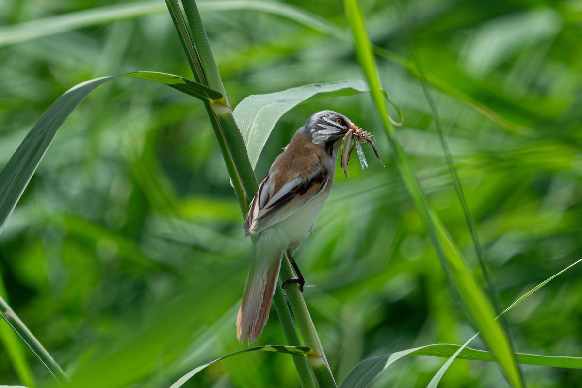 Bearded Reedling - ML641089534