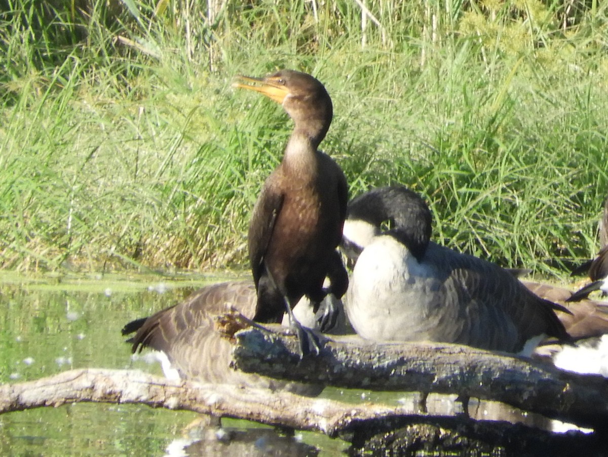 Double-crested Cormorant - ML641089551