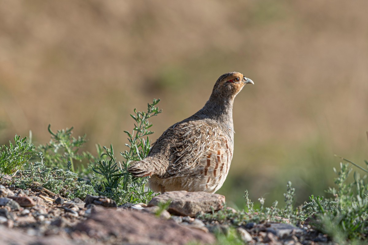 Daurian Partridge - ML641089575