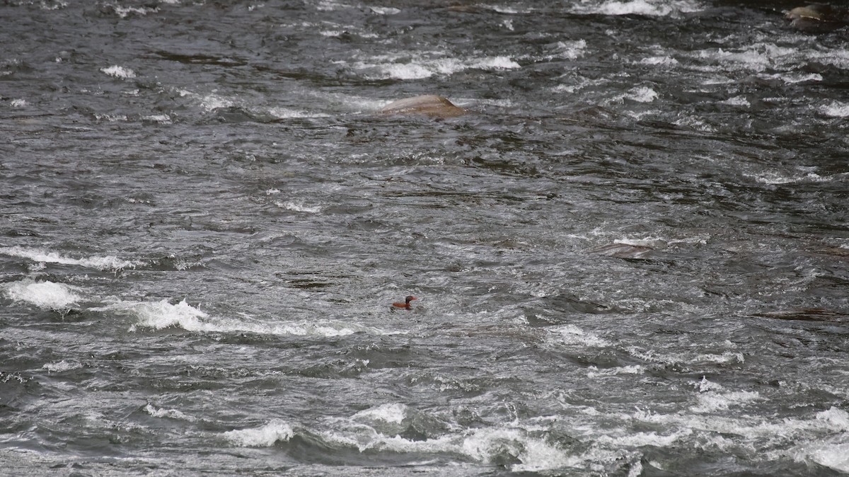 Torrent Duck - ML641089578