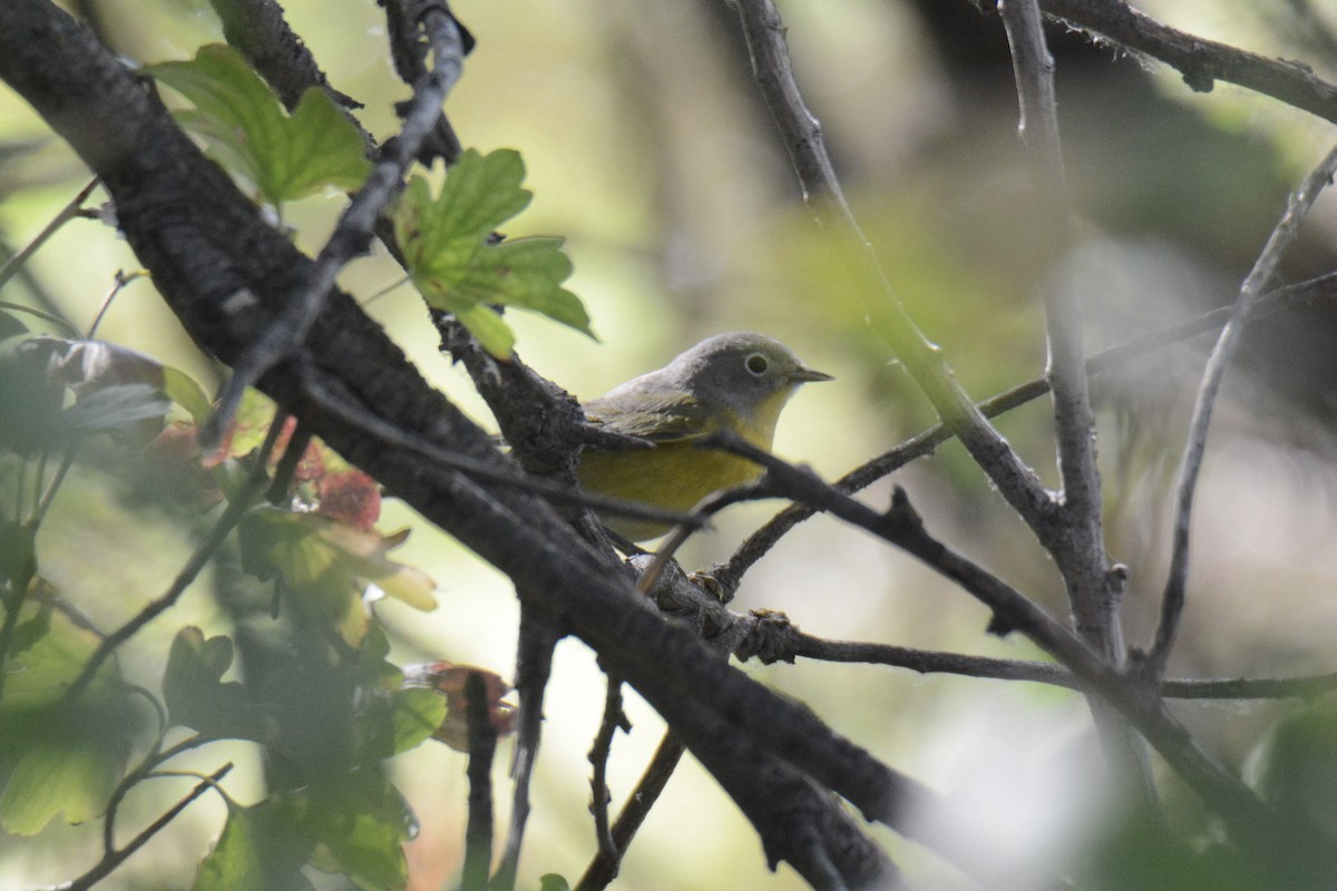 Nashville Warbler - ML641089599