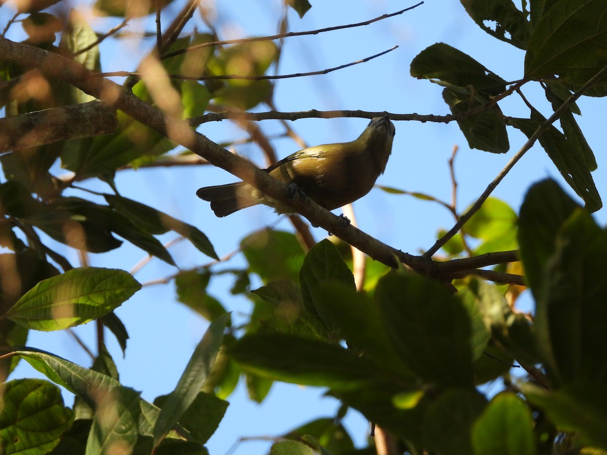 Palm Tanager - ML641089608