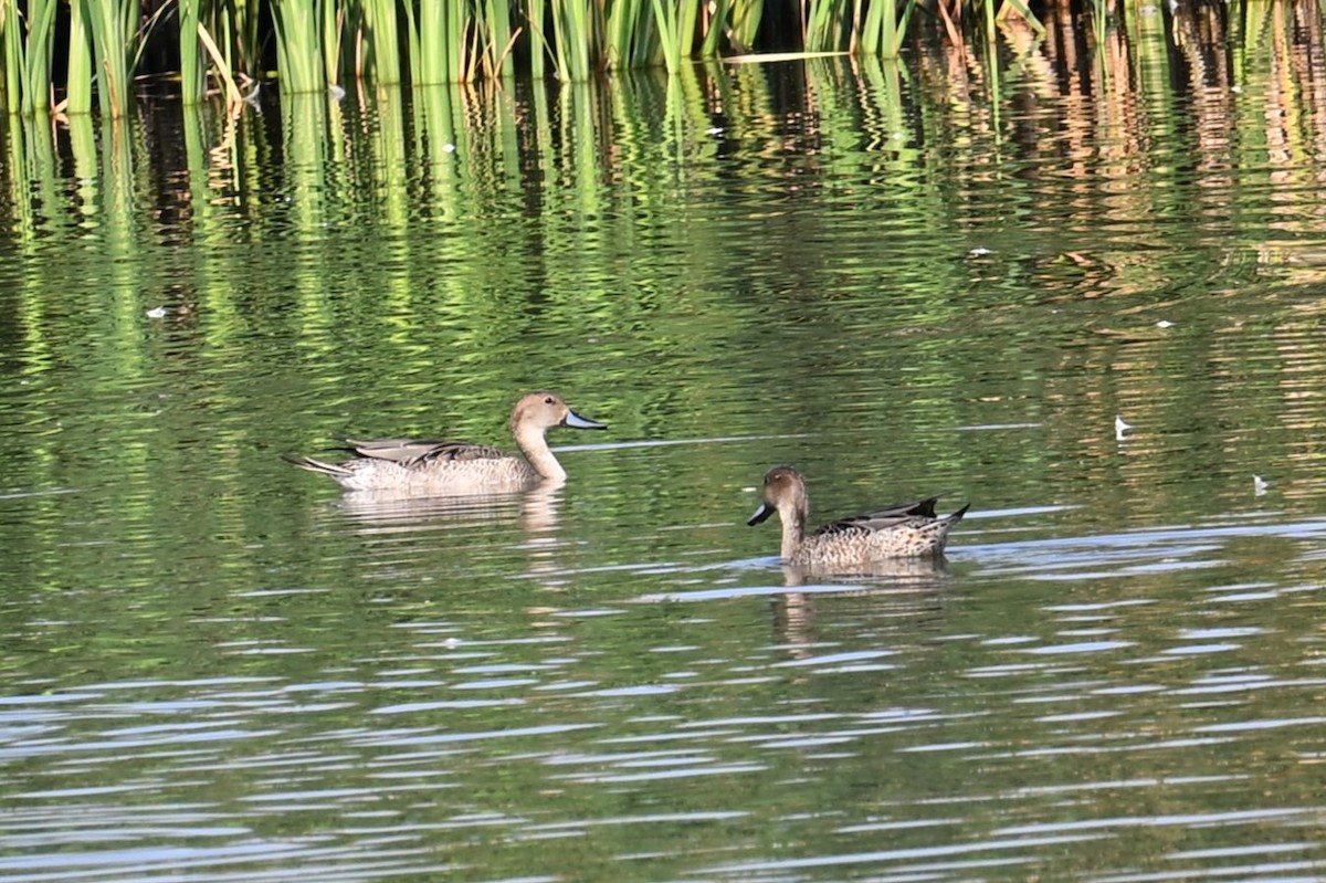 Northern Pintail - ML641089612