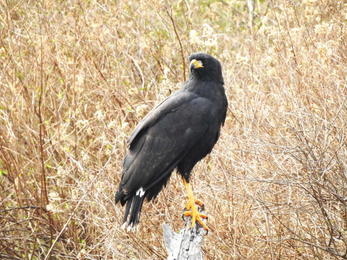 Great Black Hawk - ML641089620