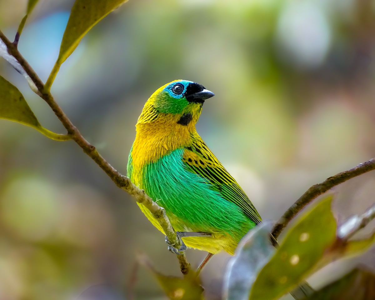 Brassy-breasted Tanager - ML641089636