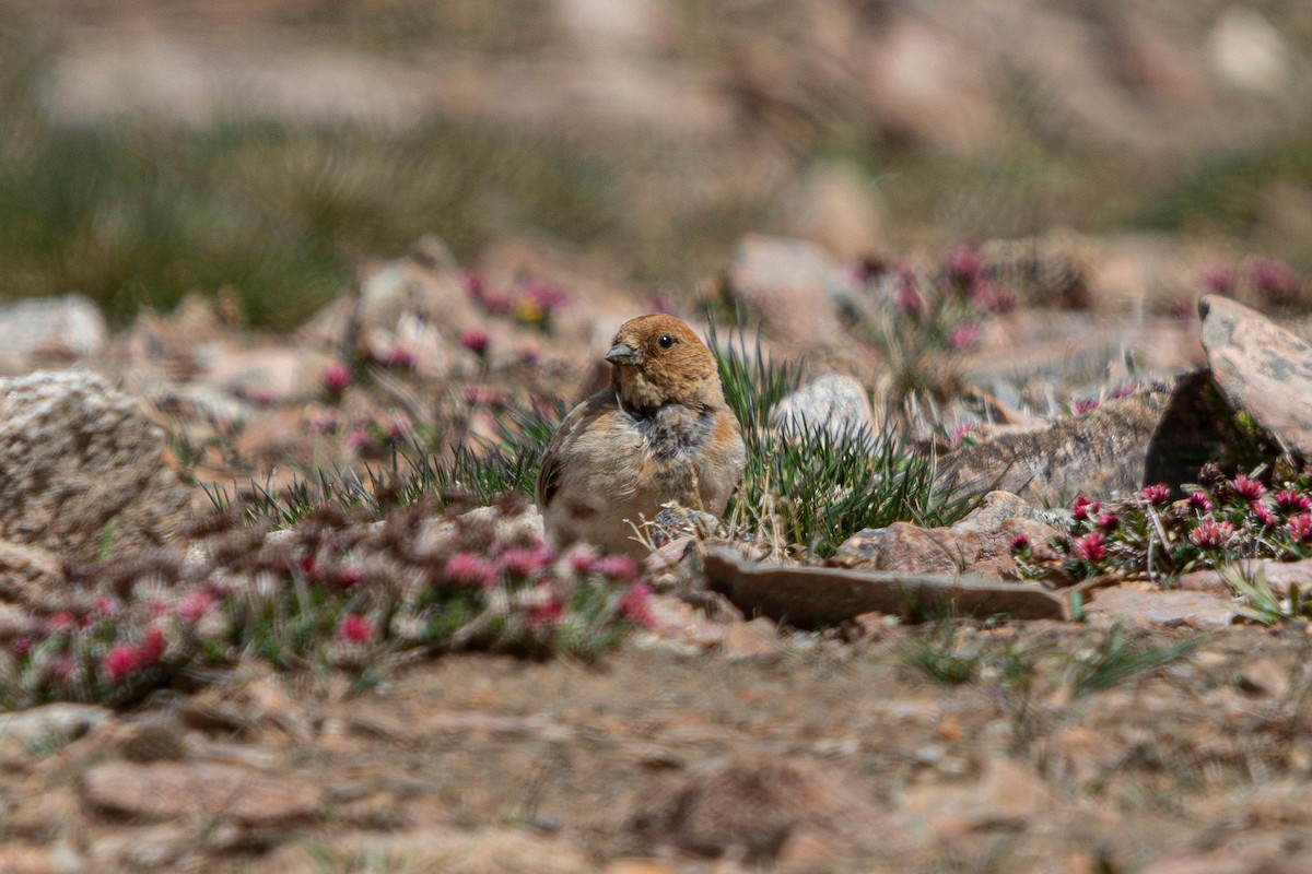 Sillem's Rosefinch - ML641089643