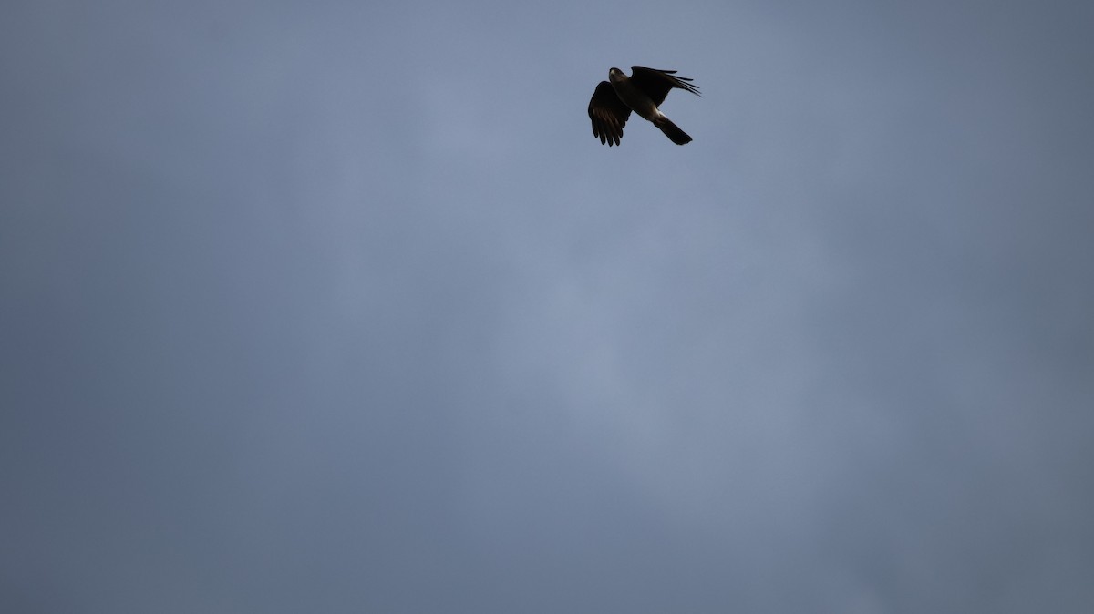 Chimango Caracara - ML641089645