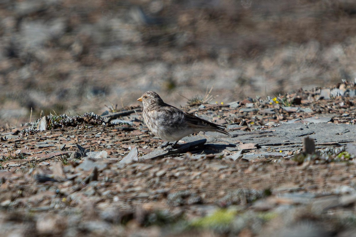 Sillem's Rosefinch - ML641089650
