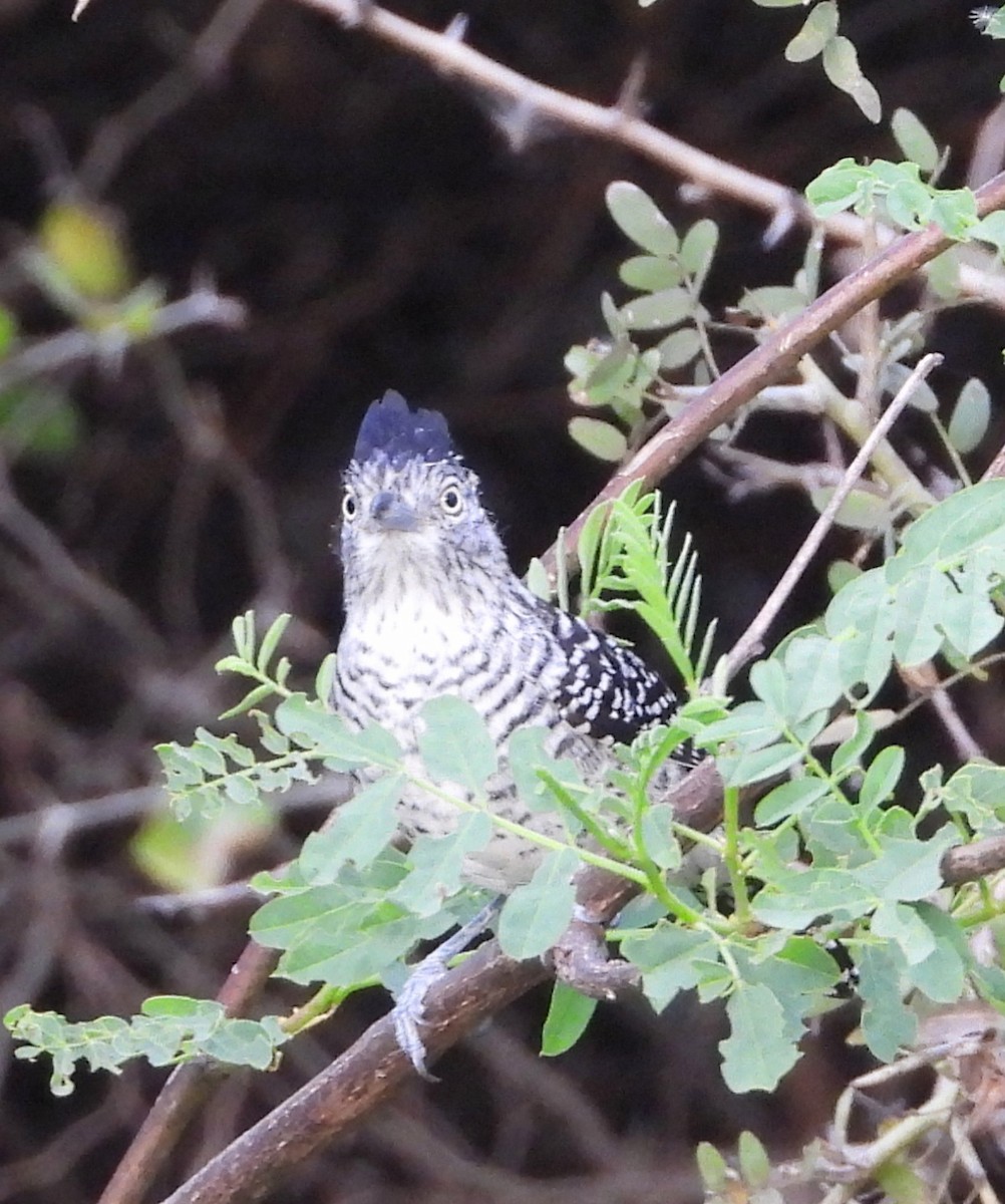 Barred Antshrike - ML641089652