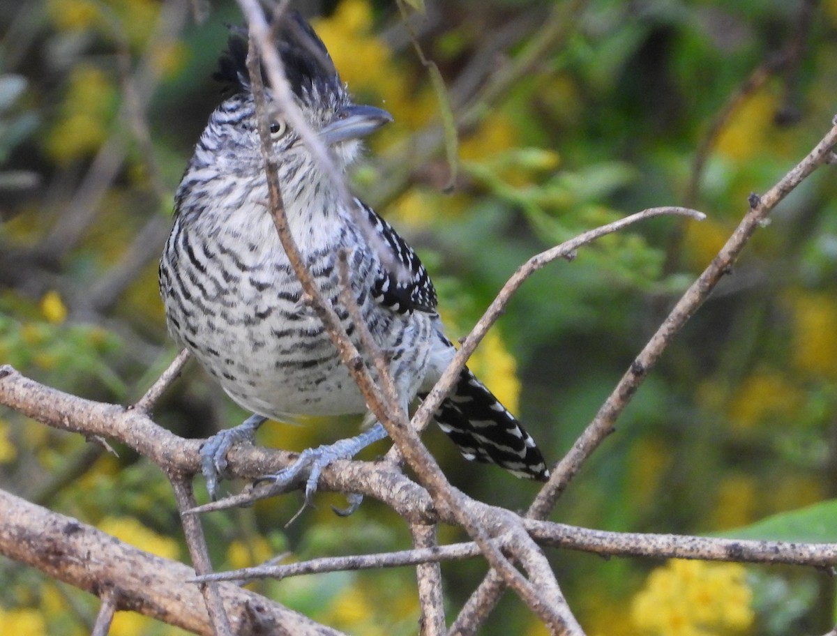Barred Antshrike - ML641089653