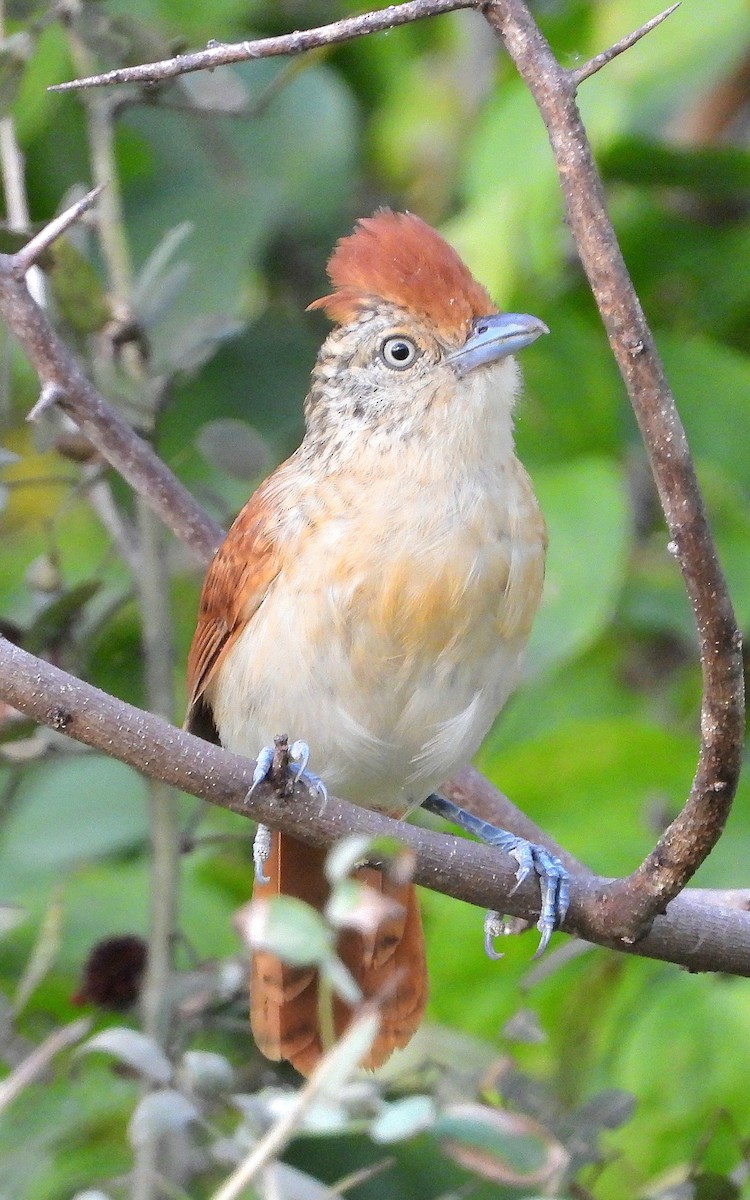 Barred Antshrike - ML641089654