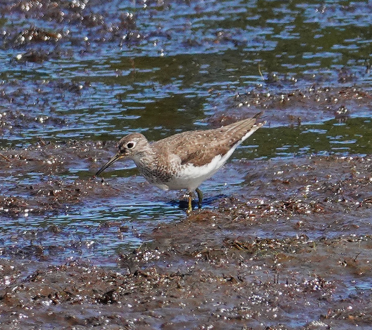 Solitary Sandpiper - ML641089672