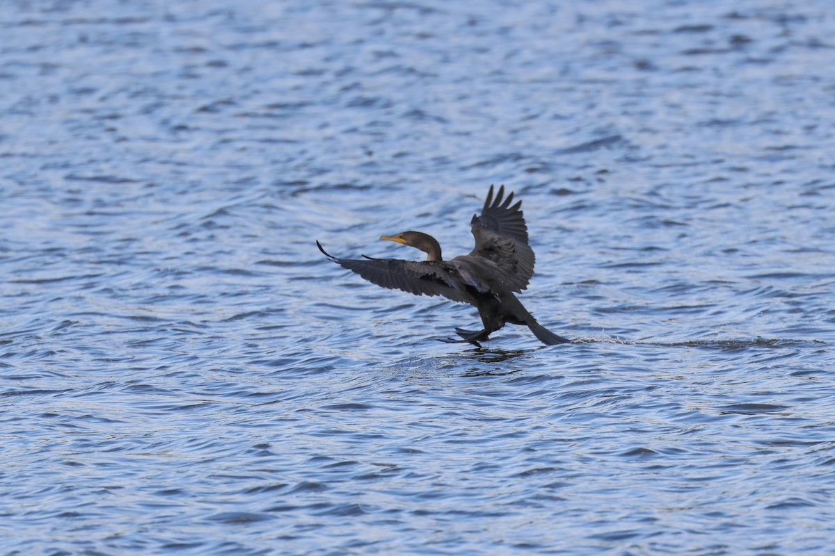 Double-crested Cormorant - ML641089681