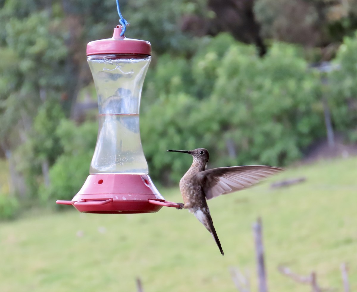 Giant Hummingbird - ML641089692