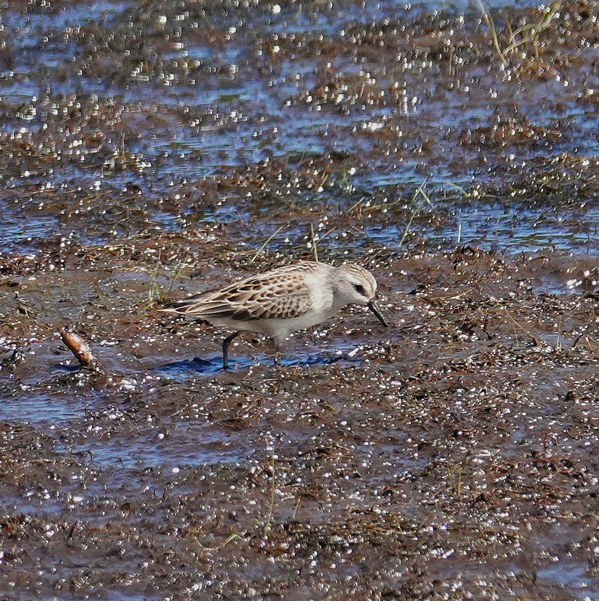 Semipalmated Sandpiper - ML641089700