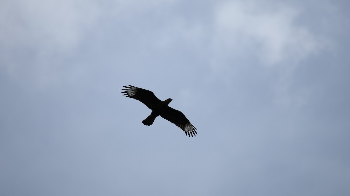 Crested Caracara - ML641089702