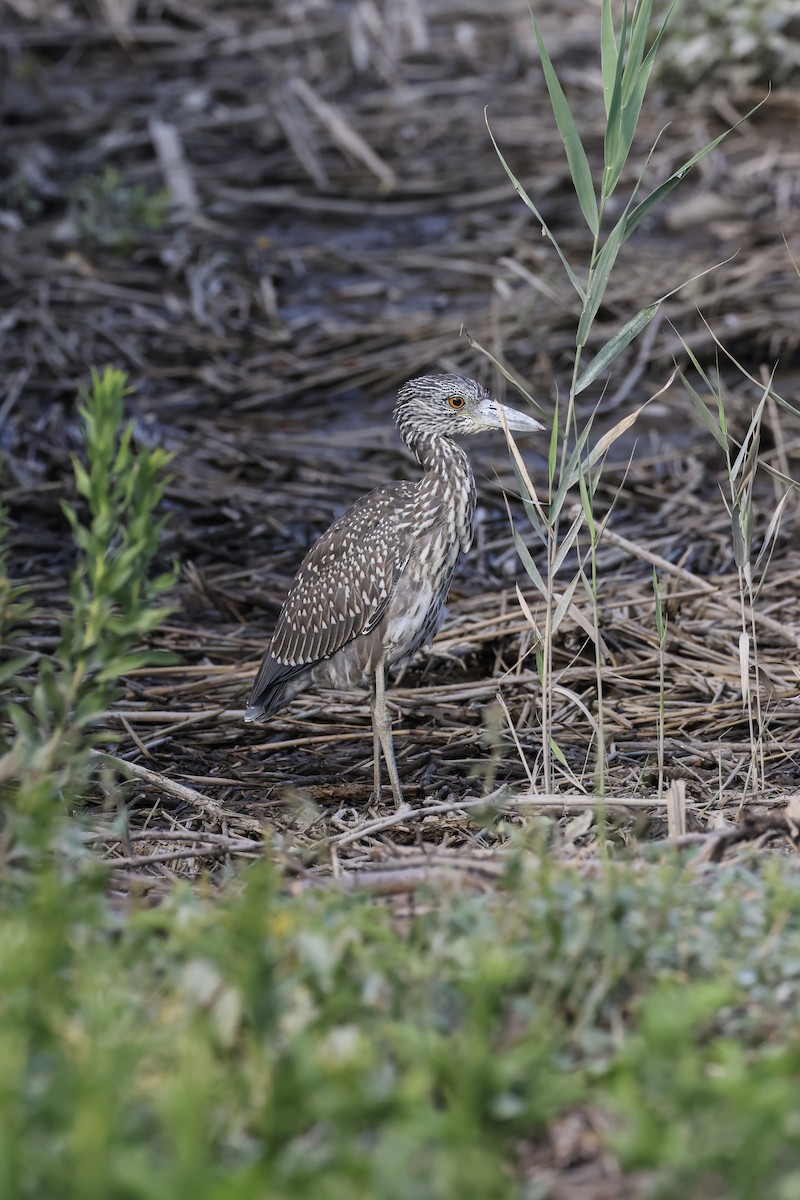Yellow-crowned Night Heron - ML641089708