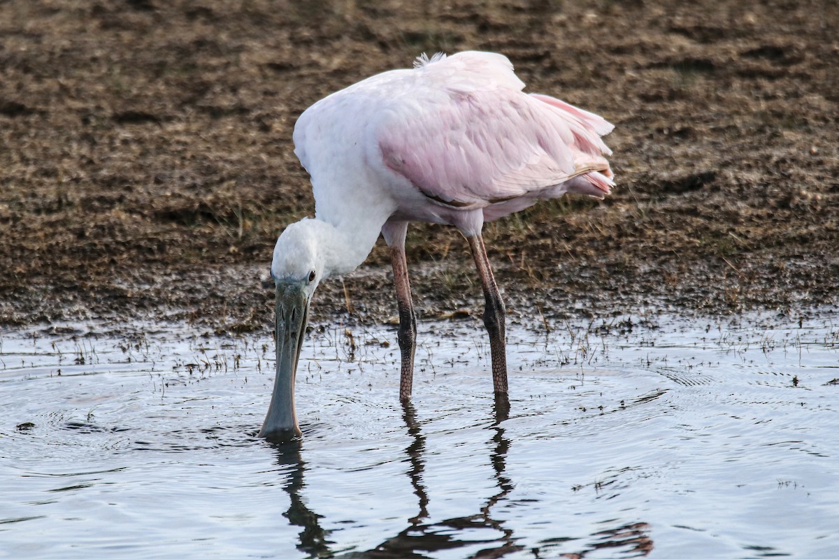rosenskjestork - ML641089712