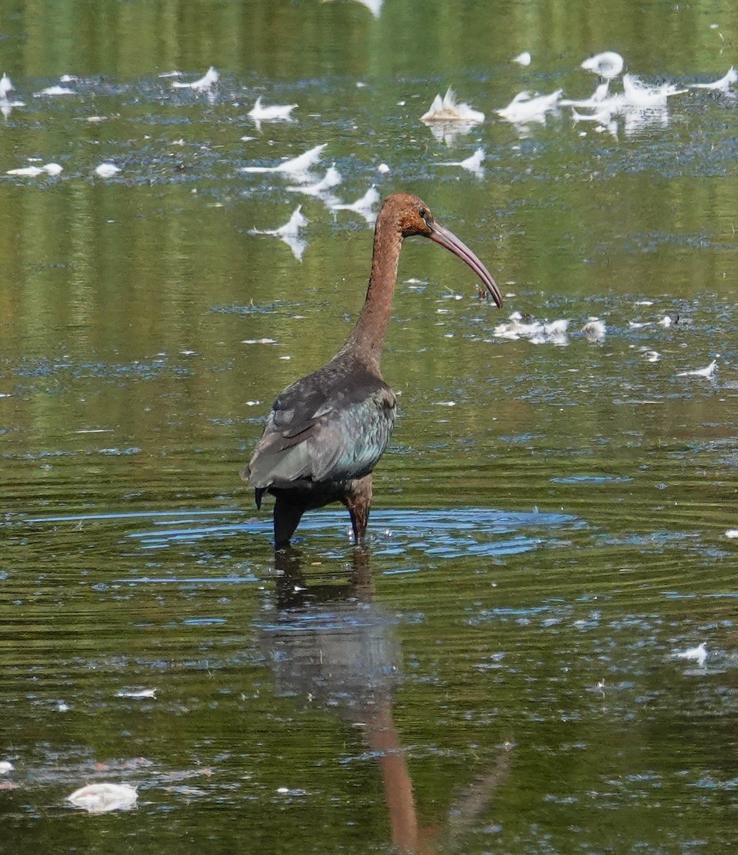 Glossy Ibis - ML641089718