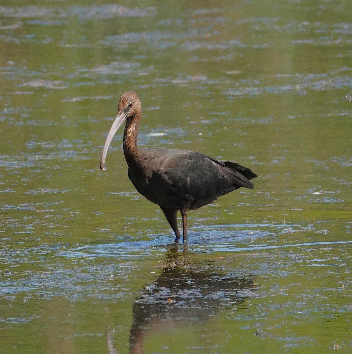 Glossy Ibis - ML641089719