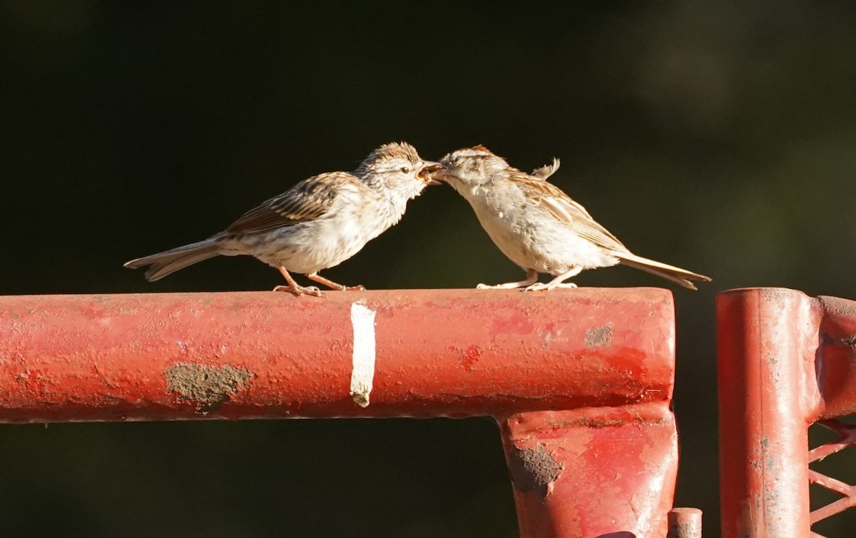 Chipping Sparrow - ML641089720