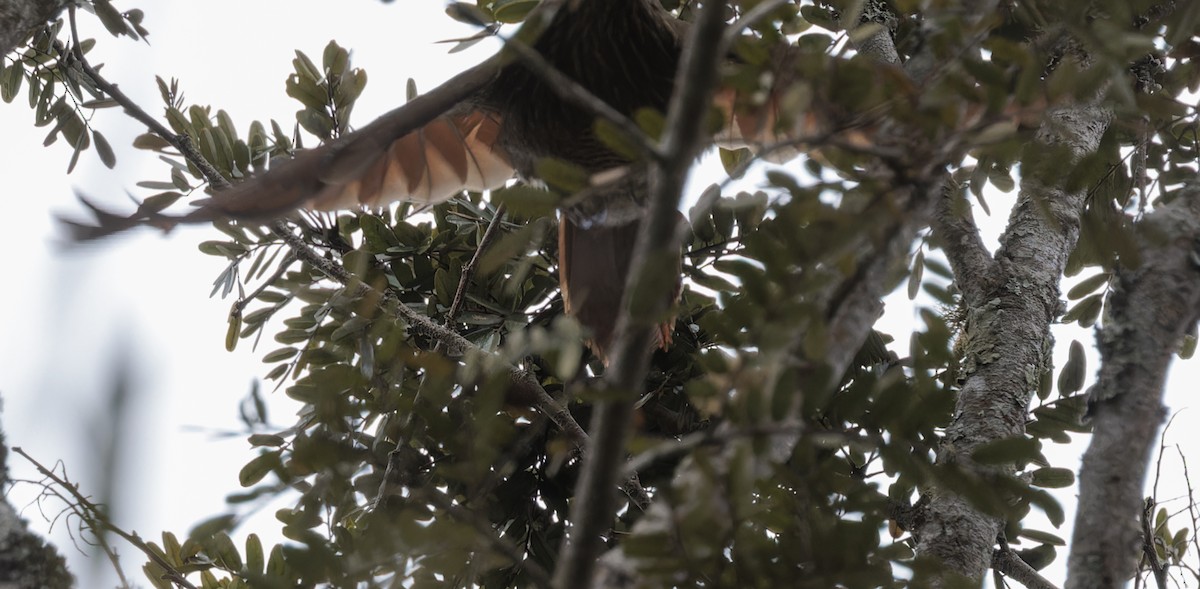White-throated Woodcreeper - ML641089728