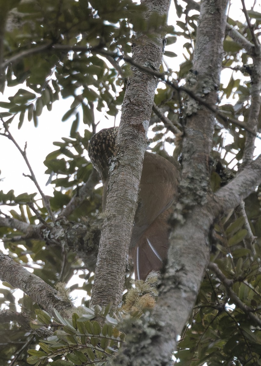 White-throated Woodcreeper - ML641089729