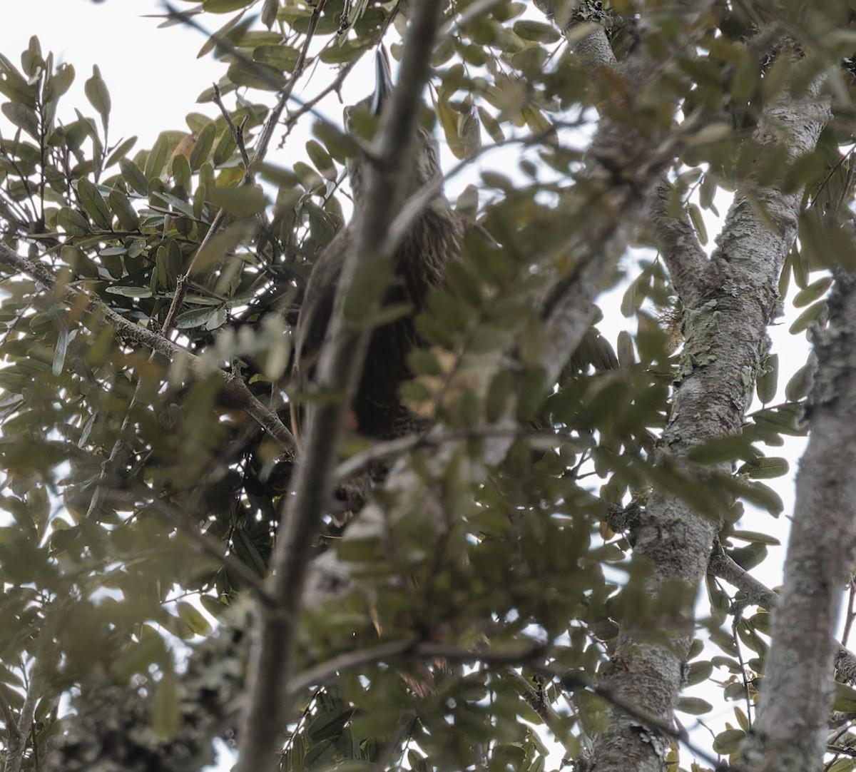 White-throated Woodcreeper - ML641089730