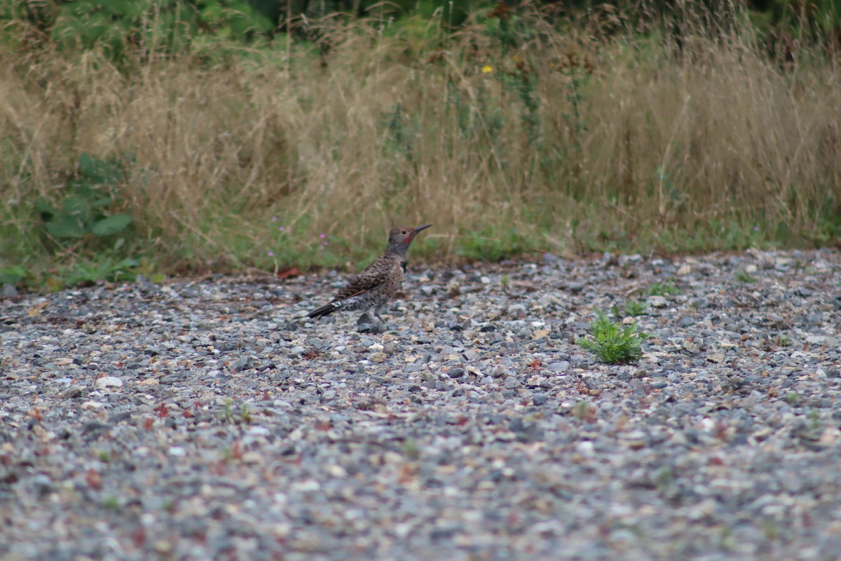 Northern Flicker - ML641089737