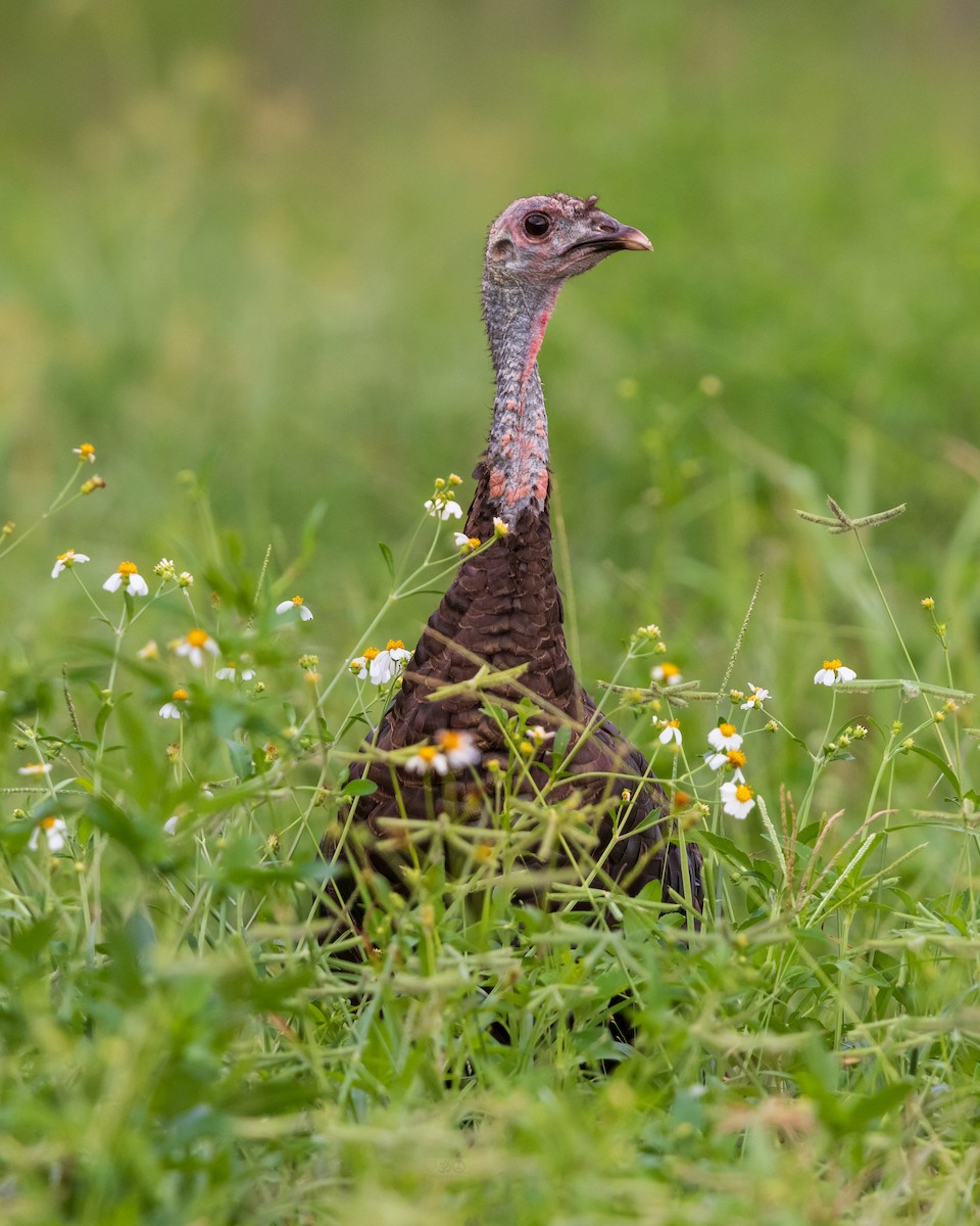 Wild Turkey - ML641089746
