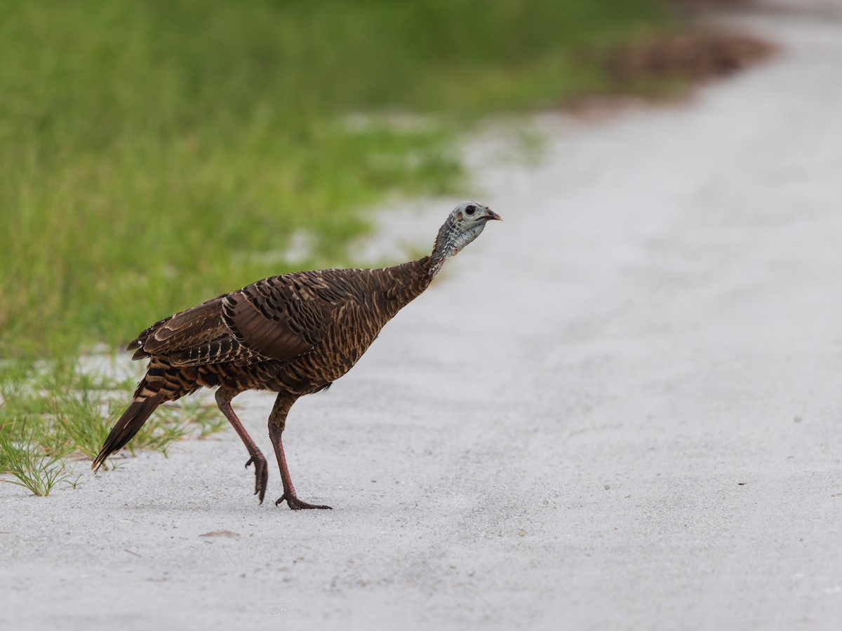 Wild Turkey - ML641089747