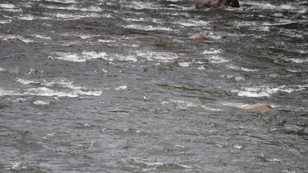 Torrent Duck - ML641089748