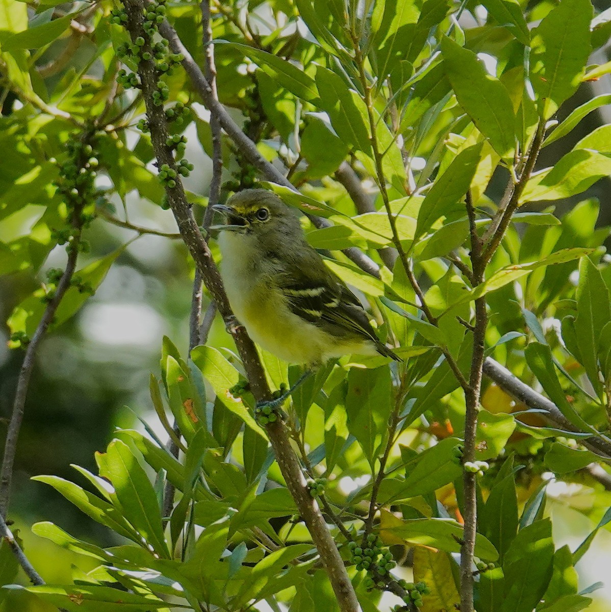 White-eyed Vireo - ML641089751